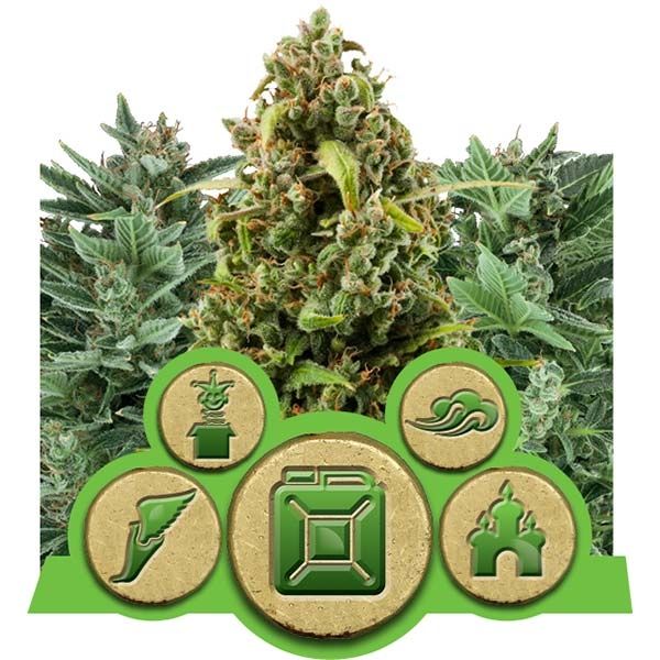 Dope Breeders - ROYAL QUEEN SEEDS CBD Mix Image