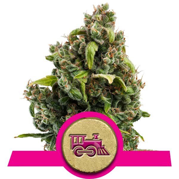 Dope Breeders - ROYAL QUEEN SEEDS Candy Kush Express Image