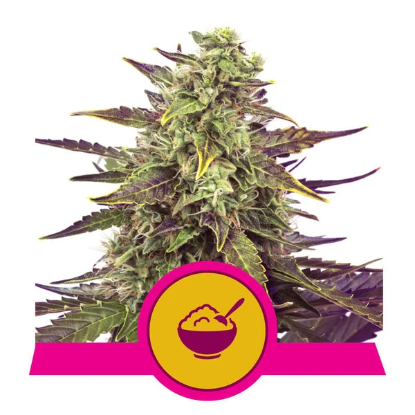 Dope Breeders - ROYAL QUEEN SEEDS Cereal Milk Image