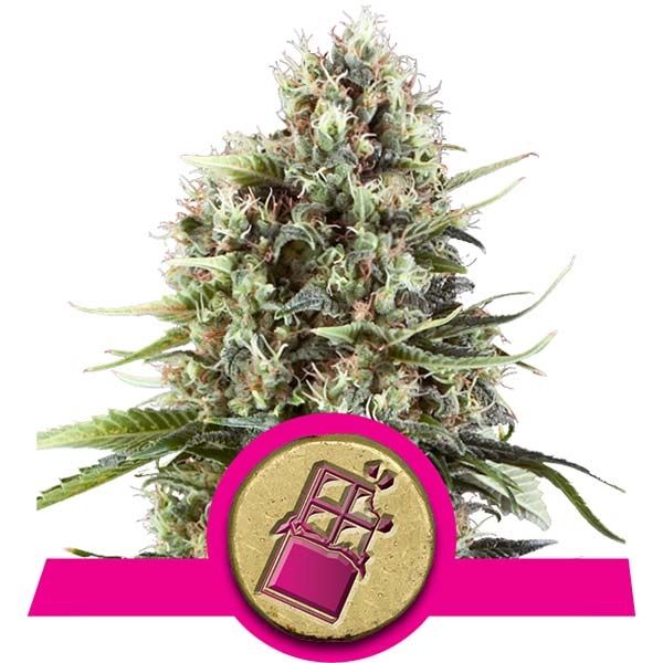 Dope Breeders - ROYAL QUEEN SEEDS Chocolate Haze Image