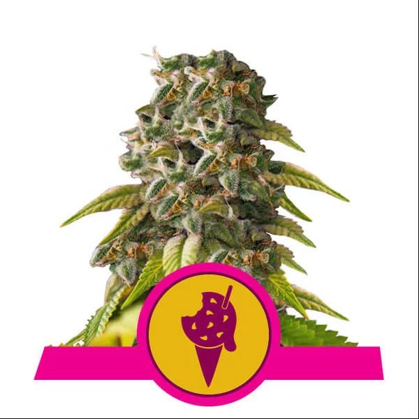 Dope Breeders - ROYAL QUEEN SEEDS Cookies Gelato Image