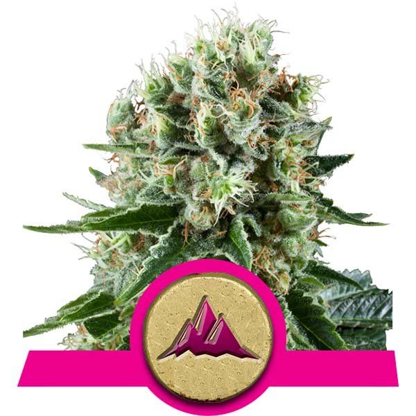 Dope Breeders - ROYAL QUEEN SEEDS Critical Kush Image