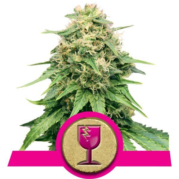 Dope Breeders - ROYAL QUEEN SEEDS Critical Image