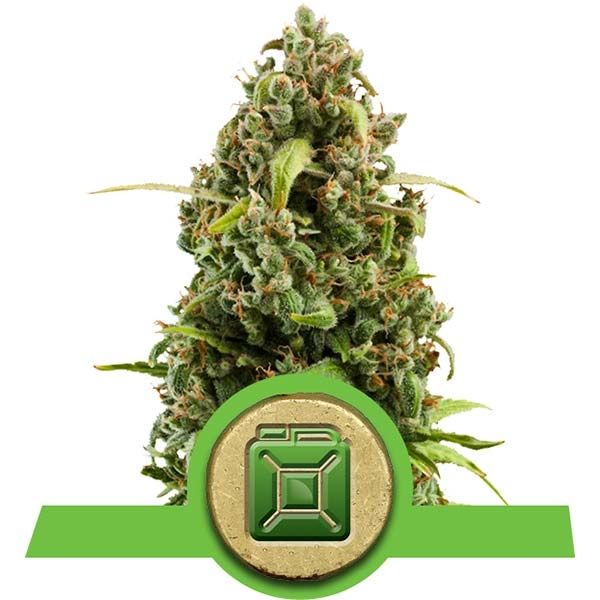 Dope Breeders - ROYAL QUEEN SEEDS Diesel Automatic Image