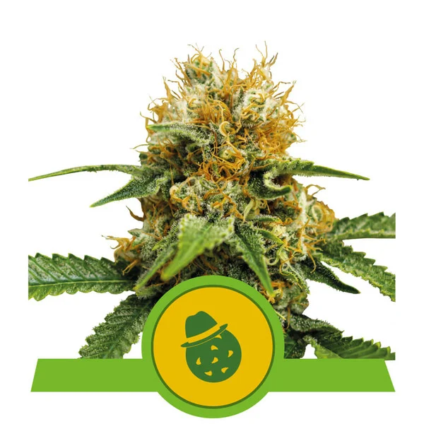 Dope Breeders - ROYAL QUEEN SEEDS Do-Si-Dos Auto Image