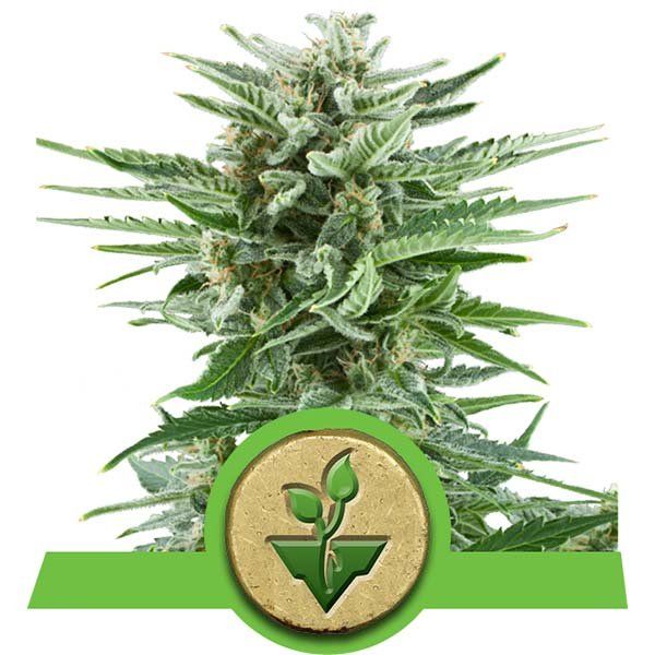 Dope Breeders - ROYAL QUEEN SEEDS Easy Bud Image