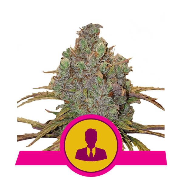 Dope Breeders - ROYAL QUEEN SEEDS El Patron Image