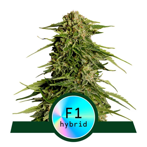 Dope Breeders - ROYAL QUEEN SEEDS Epsilon F1 Auto Image