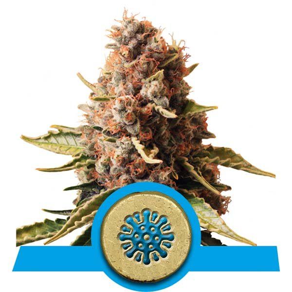 Dope Breeders - ROYAL QUEEN SEEDS Euphoria Image