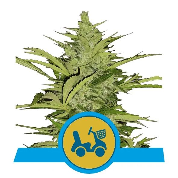 Dope Breeders - ROYAL QUEEN SEEDS Fast Eddy Auto Image