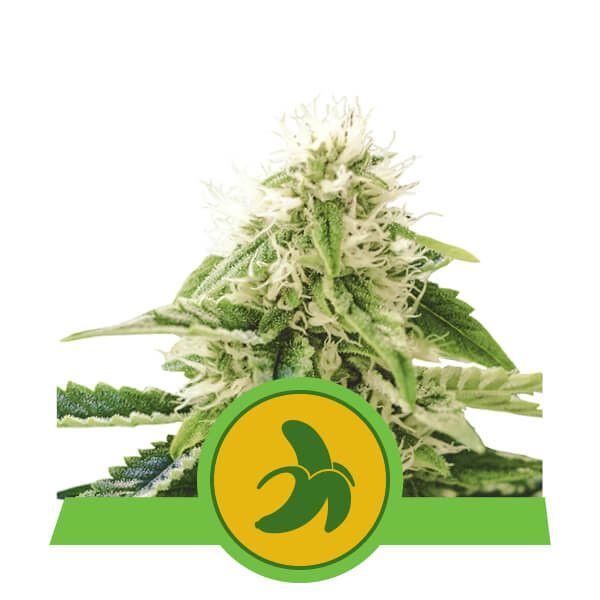 Dope Breeders - ROYAL QUEEN SEEDS Fat Banana Auto Image