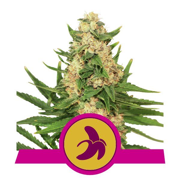 Dope Breeders - ROYAL QUEEN SEEDS Fat Banana Image