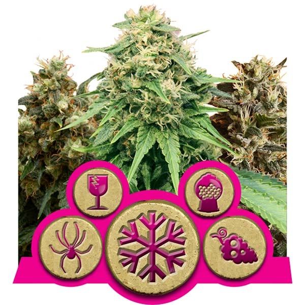 Dope Breeders - ROYAL QUEEN SEEDS Feminised Mix Image