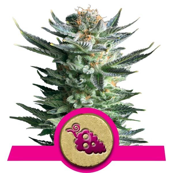 Dope Breeders - ROYAL QUEEN SEEDS Fruit Spirit Image