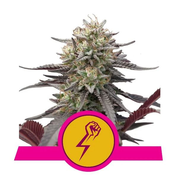 Dope Breeders - ROYAL QUEEN SEEDS Green Crack Punch Image