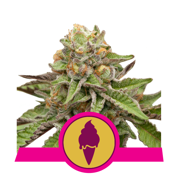 Dope Breeders - ROYAL QUEEN SEEDS Green Gelato Image