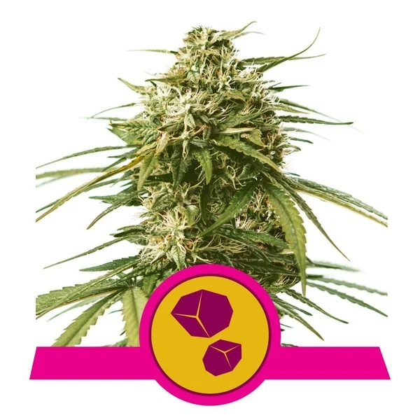 Dope Breeders - ROYAL QUEEN SEEDS Gushers Image