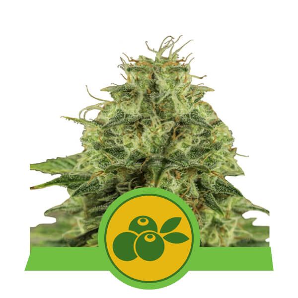 Dope Breeders - ROYAL QUEEN SEEDS Haze Berry Auto Image