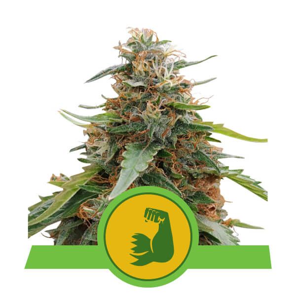 Dope Breeders - ROYAL QUEEN SEEDS HulkBerry Auto Image