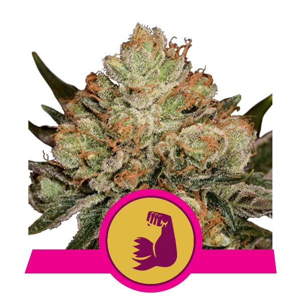 Dope Breeders - ROYAL QUEEN SEEDS HulkBerry Image