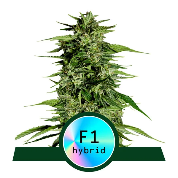 Dope Breeders - ROYAL QUEEN SEEDS Hyperion F1 Auto Image