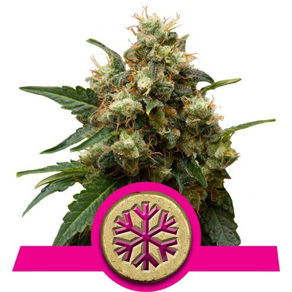 Dope Breeders - ROYAL QUEEN SEEDS Ice Image