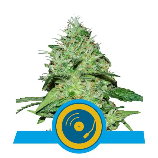 Dope Breeders - ROYAL QUEEN SEEDS Joanne's CBD Image