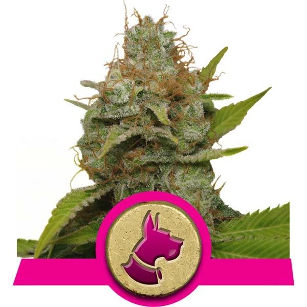 Dope Breeders - ROYAL QUEEN SEEDS Kali Dog Image