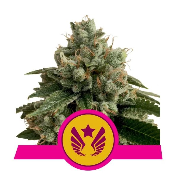 Dope Breeders - ROYAL QUEEN SEEDS Legendary Punch Image