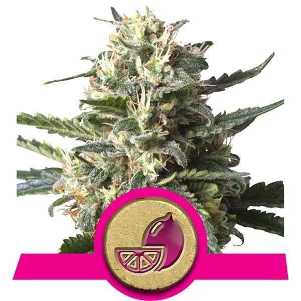 Dope Breeders - ROYAL QUEEN SEEDS Lemon Shining Silver Haze Image