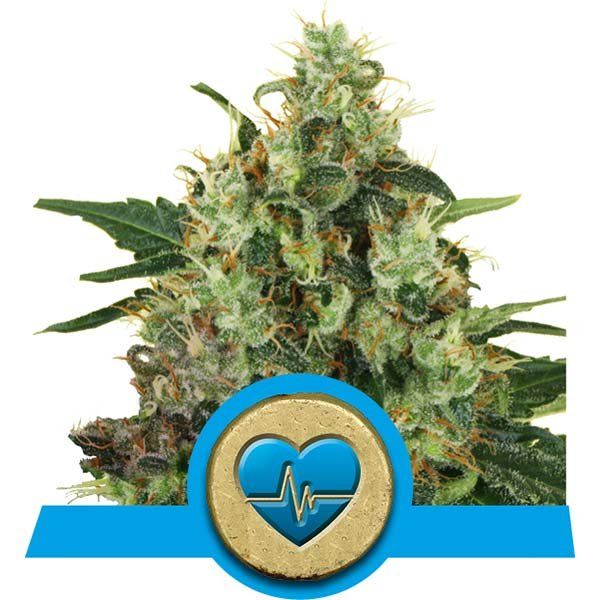 Dope Breeders - ROYAL QUEEN SEEDS Medical Mass Image