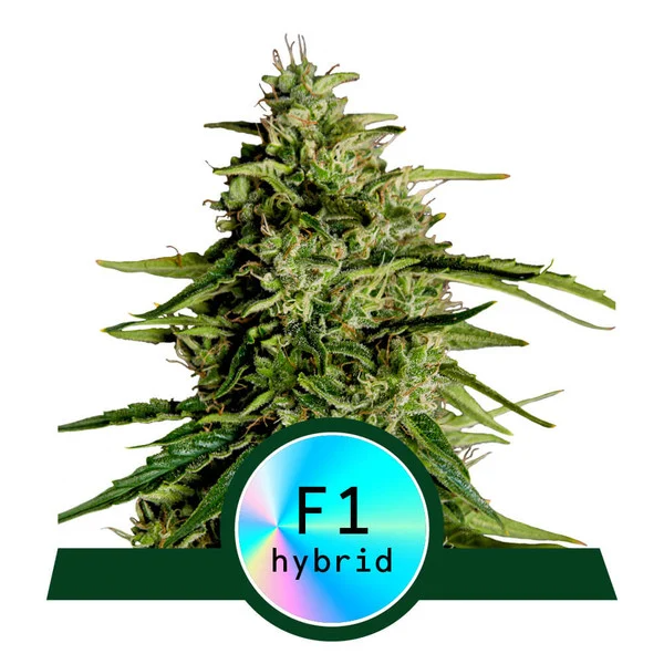 Dope Breeders - ROYAL QUEEN SEEDS Milky Way F1 Auto Image