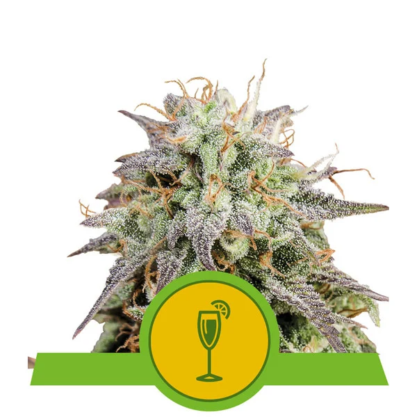 Dope Breeders - ROYAL QUEEN SEEDS Mimosa Auto Image