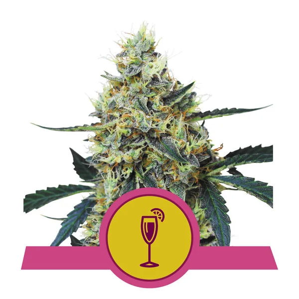 Dope Breeders - ROYAL QUEEN SEEDS Mimosa Image