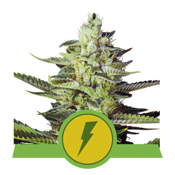 Dope Breeders - ROYAL QUEEN SEEDS North Thunderfuck Auto Image