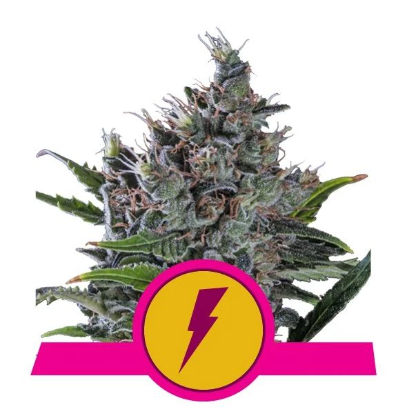 Dope Breeders - ROYAL QUEEN SEEDS North Thunderfuck Image