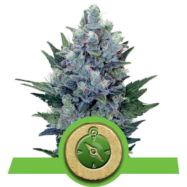 Dope Breeders - ROYAL QUEEN SEEDS Northern Light Automatic Image