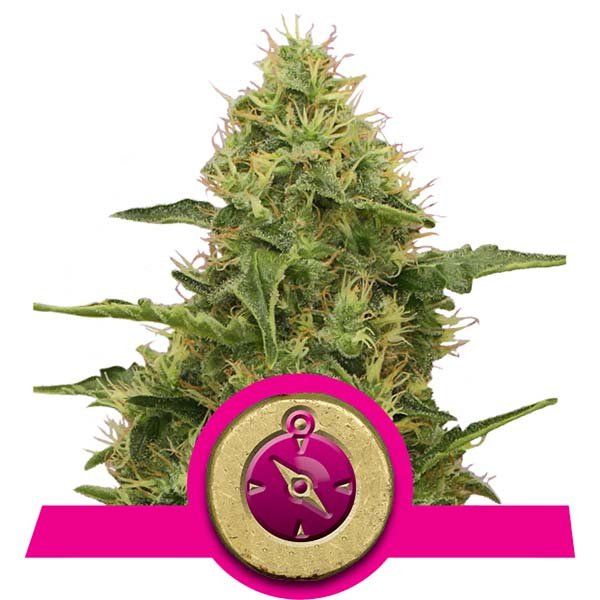 Dope Breeders - ROYAL QUEEN SEEDS Northern Light Image