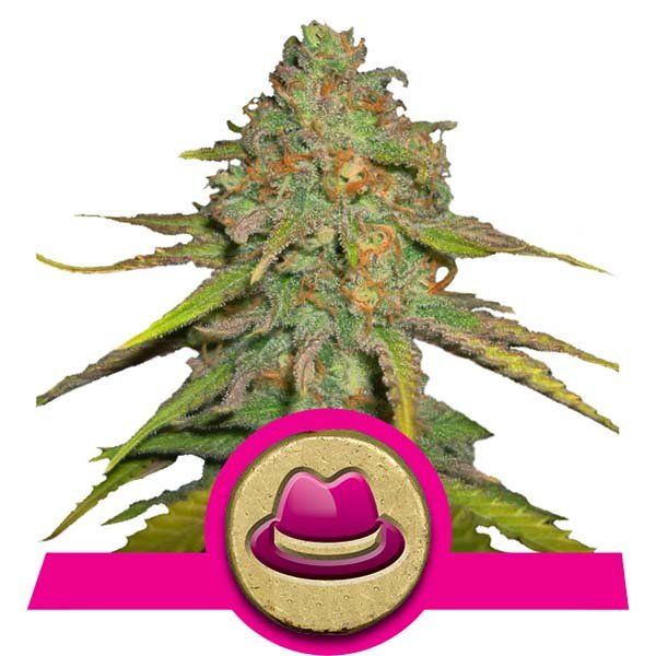 Dope Breeders - ROYAL QUEEN SEEDS OG Kush Image