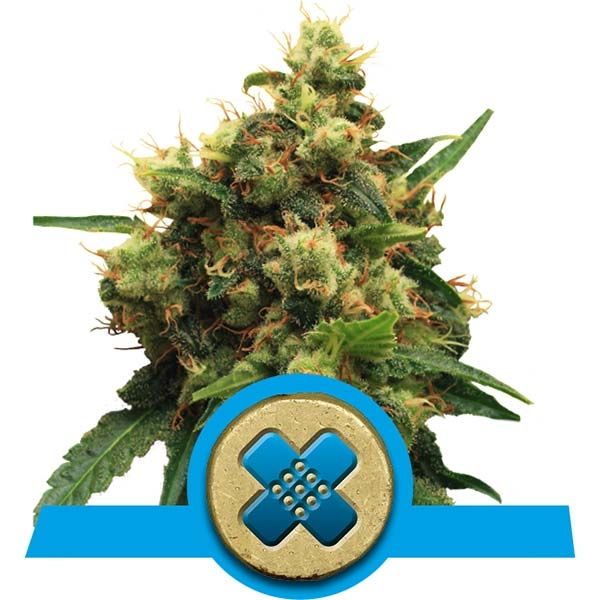 Dope Breeders - ROYAL QUEEN SEEDS Painkiller XL Image