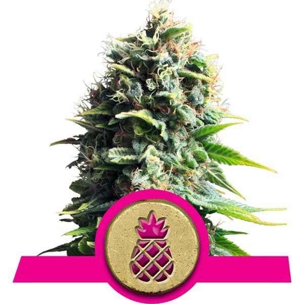 Dope Breeders - ROYAL QUEEN SEEDS Pineapple Kush Image