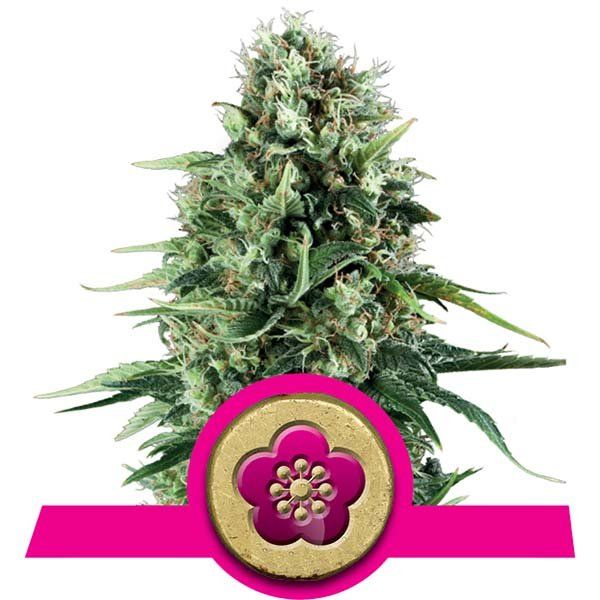 Dope Breeders - ROYAL QUEEN SEEDS Power Flower Image