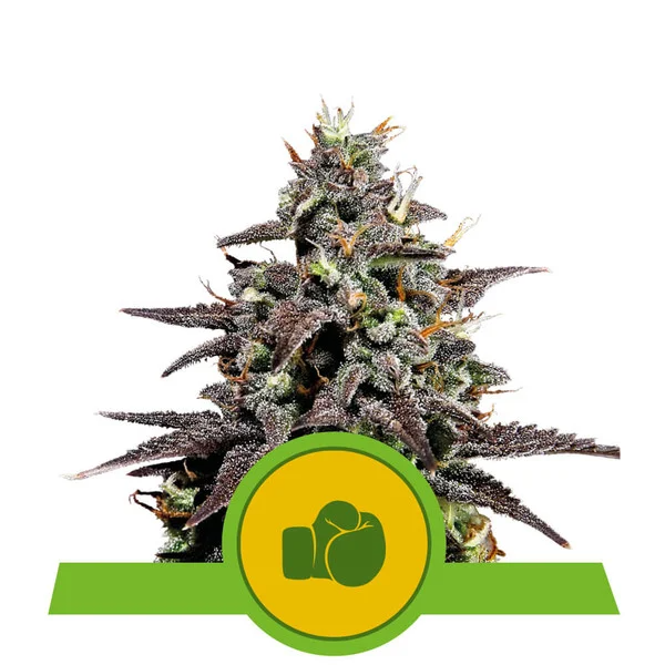 Dope Breeders - ROYAL QUEEN SEEDS Purple Punch Auto Image