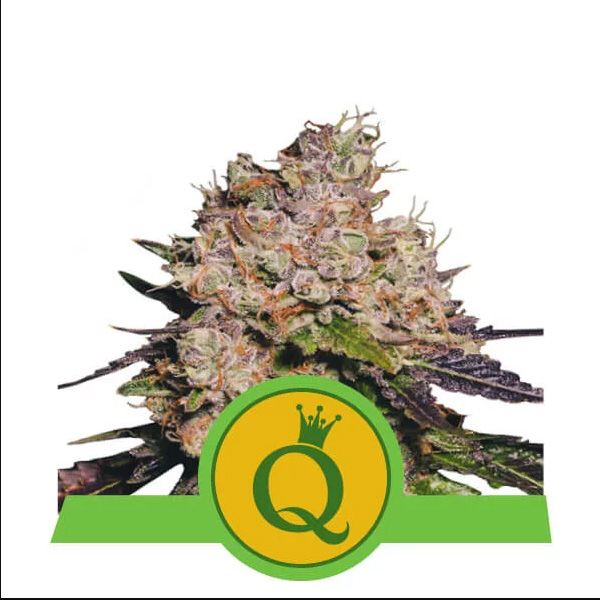 Dope Breeders - ROYAL QUEEN SEEDS Purple Queen Auto Image