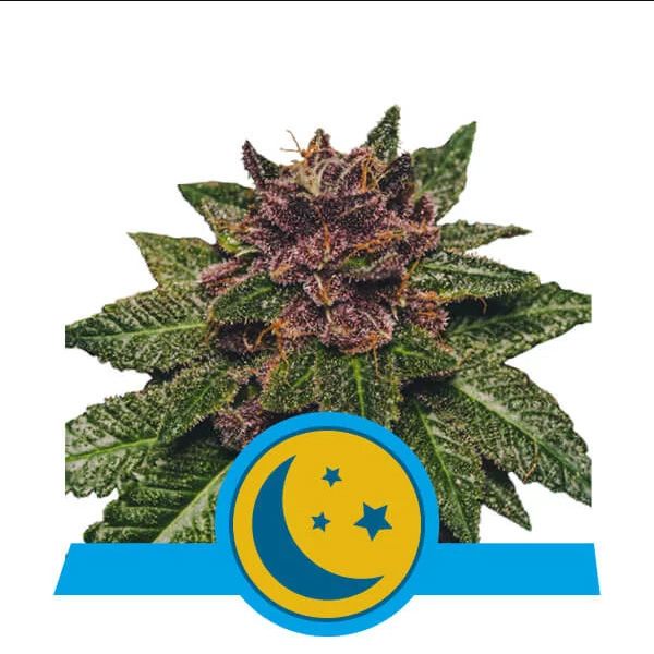 Dope Breeders - ROYAL QUEEN SEEDS Purplematic CBD Image