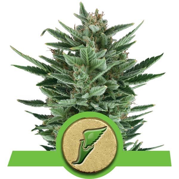 Dope Breeders - ROYAL QUEEN SEEDS Quick One Image