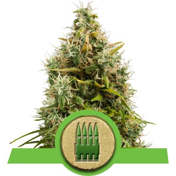 Dope Breeders - ROYAL QUEEN SEEDS Royal AK Automatic Image