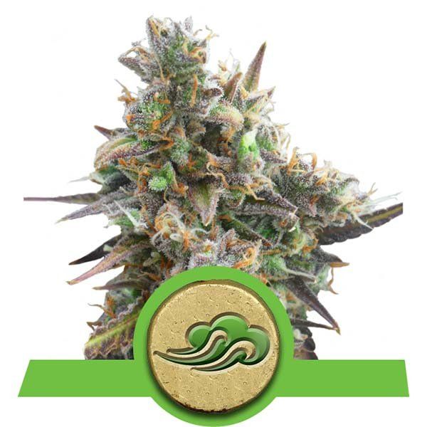 Dope Breeders - ROYAL QUEEN SEEDS Royal Bluematic Image