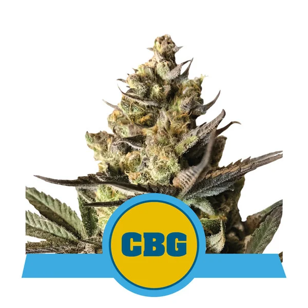 Dope Breeders - ROYAL QUEEN SEEDS Royal CBG Auto Image