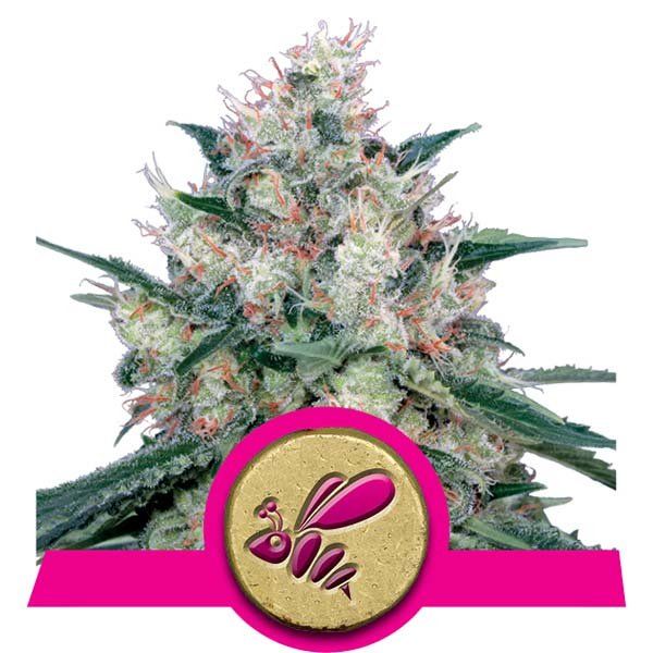 Dope Breeders - ROYAL QUEEN SEEDS Royal Caramel aka Honey Cream Image